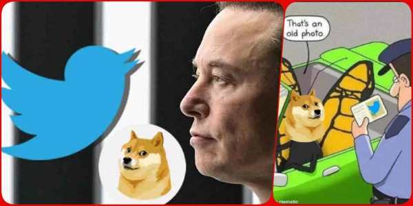 Twitter New Logo: Elon Musk को नीली चिड़िया नहीं कुत्ते की वफादारी पसंद, रातो-रात बदला लोगो