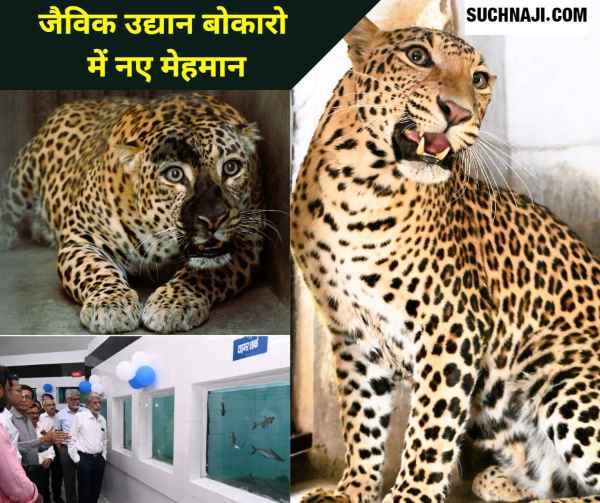 Bokaro Steel Plant brought 2 male leopards by giving 2 female leopards to Ranchi Zoo, Jal Vihar in new form