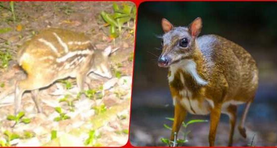 Kanger Valley National Park Rare mouse deer of deer species seen in Chhattisgarh