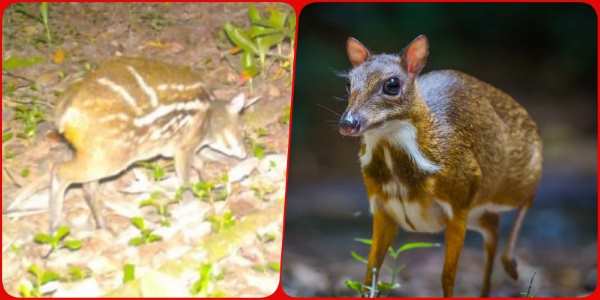 Kanger Valley National Park Rare mouse deer of deer species seen in Chhattisgarh