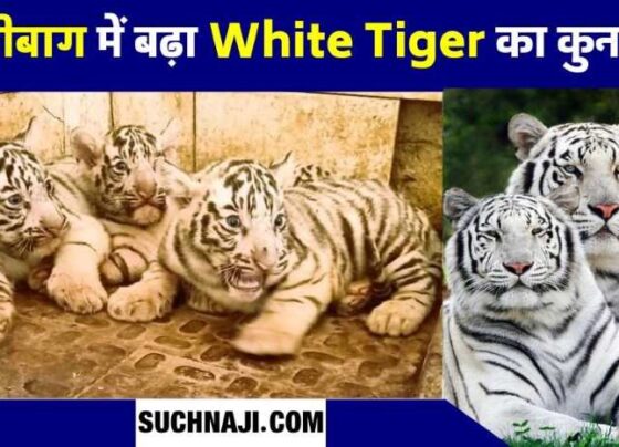 Congratulations…! 3 white tigers born in Maitribagh, Raksha-Sultan increased the family of white tigers