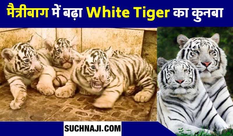 बधाई हो…! मैत्रीबाग में जन्में 3 White Tiger, रक्षा-सुल्तान ने बढ़ाया सफेद बाघों का कुनबा