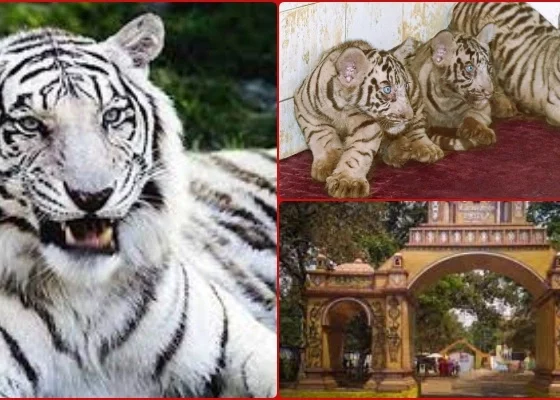 White-Tiger-3-cubs-of-white-tigress-Raksha-will-be-named-on-August-15_-you-can-also-suggest-a-name