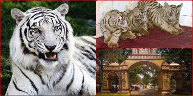 White-Tiger-3-cubs-of-white-tigress-Raksha-will-be-named-on-August-15_-you-can-also-suggest-a-name
