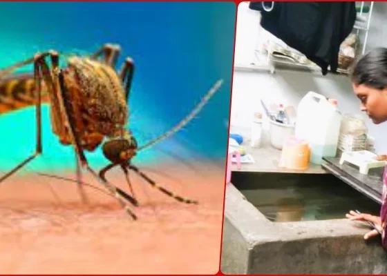 Bhilai Township: Dengue larvae are not thriving in your house, just check
