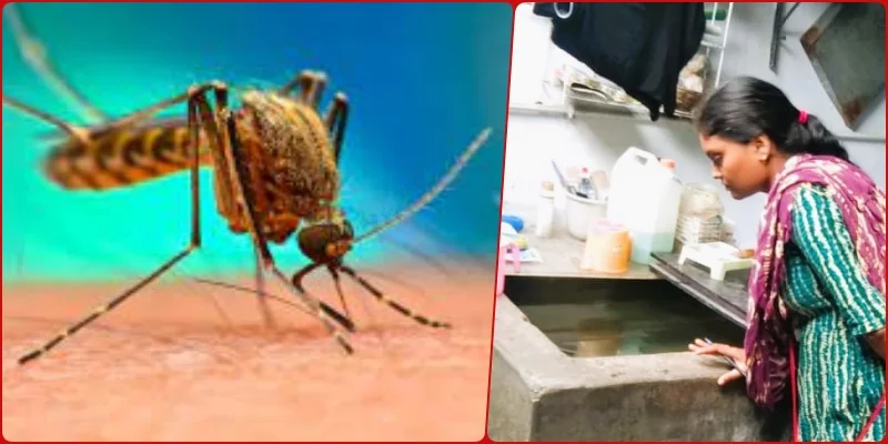 Bhilai Township: आपके घर में तो नहीं पनप रहा डेंगू का लार्वा, जरा चेक कीजिए
