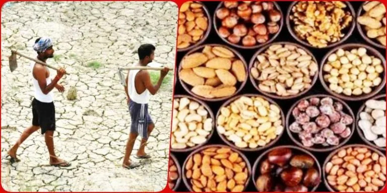 American-Products-Big-blow-to-Indian-farmers-due-to-tariff-exemption-on-gram-pulses-almonds-walnuts-apples-boric-acid-and-diagnostics