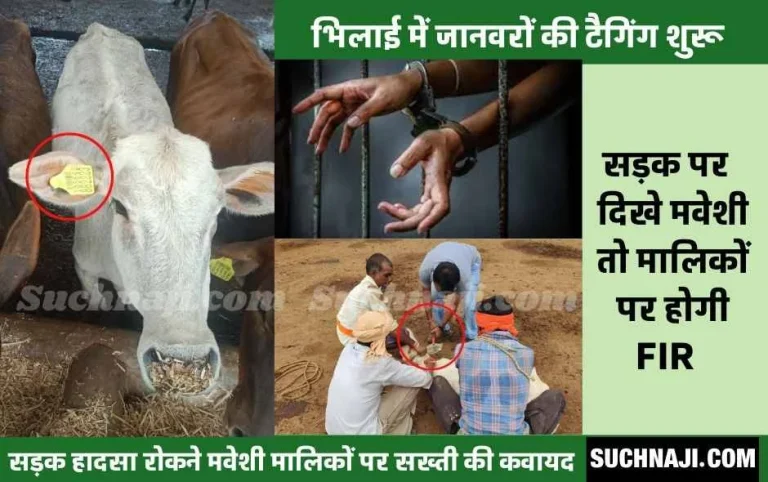 Cattle-tagging-has-started-if-animals-are-seen-on-the-road-then-the-cattle-owners-will-face-jail