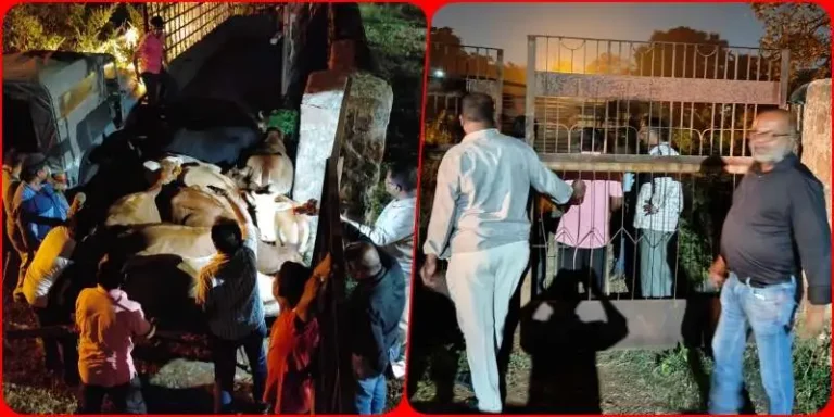 Campaign-to-catch-cattle-from-the-streets-of-Bhilai-Township-now-started-at-night_-BSP-caught-32-ani