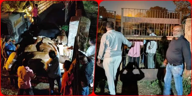 Bhilai Township की सड़कों से मवेशियों को पकड़ने का अभियान अब रात में शुरू, BSP ने दबोचे 32 जानवर  