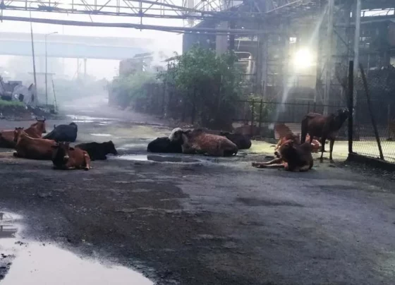 Complete arrangements for accident in Bhilai Steel Plant, someone will die due to cattle