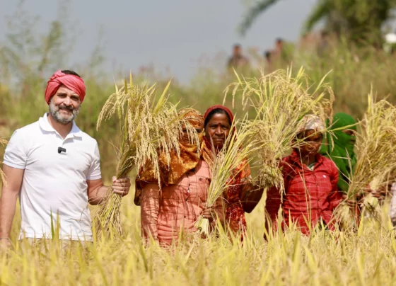 Election 2023 Breaking Rahul Gandhi reached among farmers in Chhattisgarh, harvested paddy