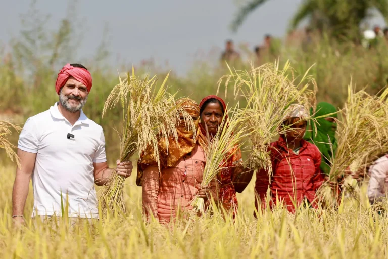 Election-2023-Breaking-Rahul-Gandhi-reached-among-farmers-in-Chhattisgarh-harvested-paddy-scaled
