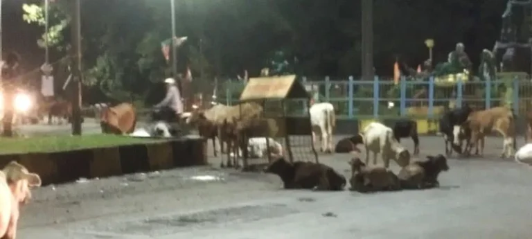 Need-to-take-major-action-on-cleanliness-and-cattle-in-Bhilai-township