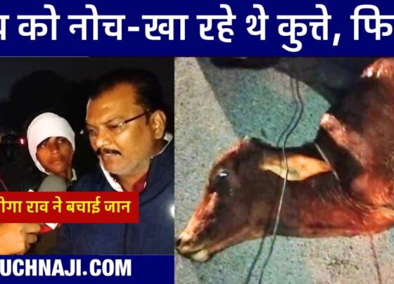 Dogs were tearing at a live cow in the middle of the road, no one stopped, Mohammad Umar saved his life, Joga Rao became Bhai Jaan