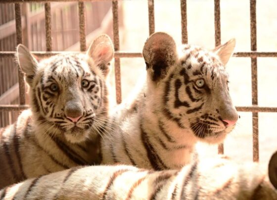 2 new guests to be seen in the white tiger clan in Maitribagh from January 5