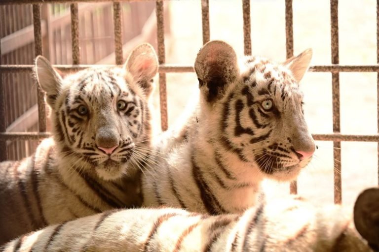 2-new-guests-to-be-seen-in-the-white-tiger-clan-in-Maitribagh-from-January-5