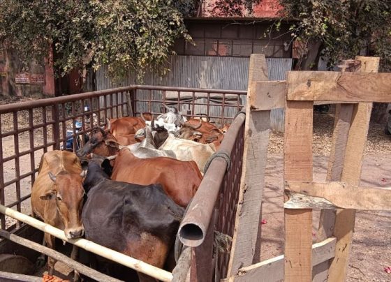 Trouble with cattle on the way to Bhilai Steel Plant, Enforcement Department caught
