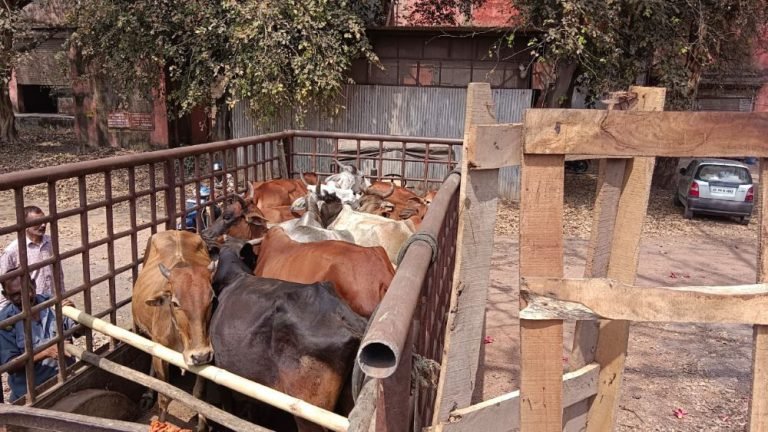 Trouble-with-cattle-on-the-way-to-Bhilai-Steel-Plant-Enforcement-Department-caught