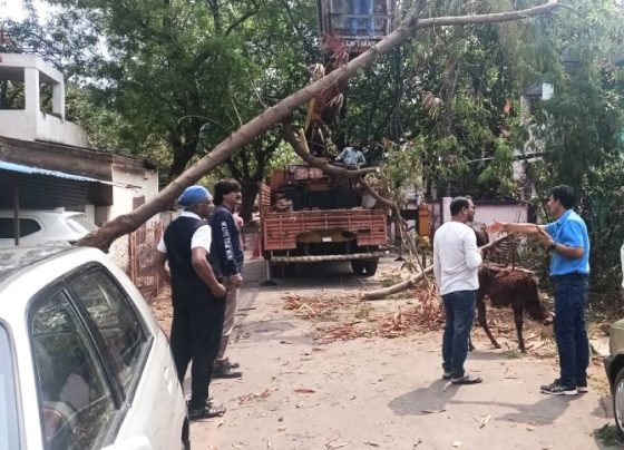 CG Weather: Production stopped at Bhilai Steel Plant due to strong wind and rain, tree fell in the township
