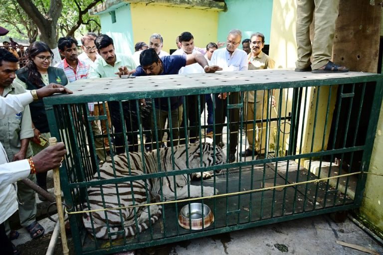 Exchange-of-white-tigers-for-breeding-healthy-babies