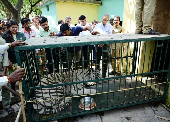 Exchange of white tigers for breeding healthy babies