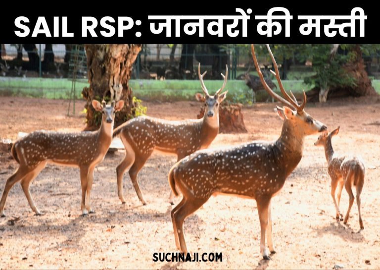 Rourkela-Steel-Plant-Animals-having-fun-in-Indira-Gandhi-Park-Deer-Park-feeling-cool-in-the-scorching-heat