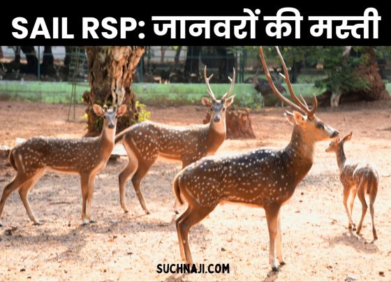 Rourkela Steel Plant: Animals having fun in Indira Gandhi Park, Deer Park, feeling cool in the scorching heat