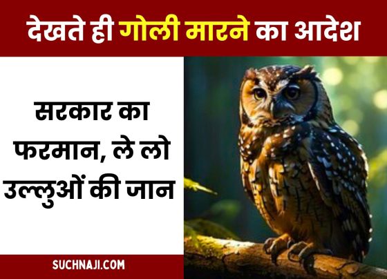 Government order issued to kill not one or two but five lakh owls