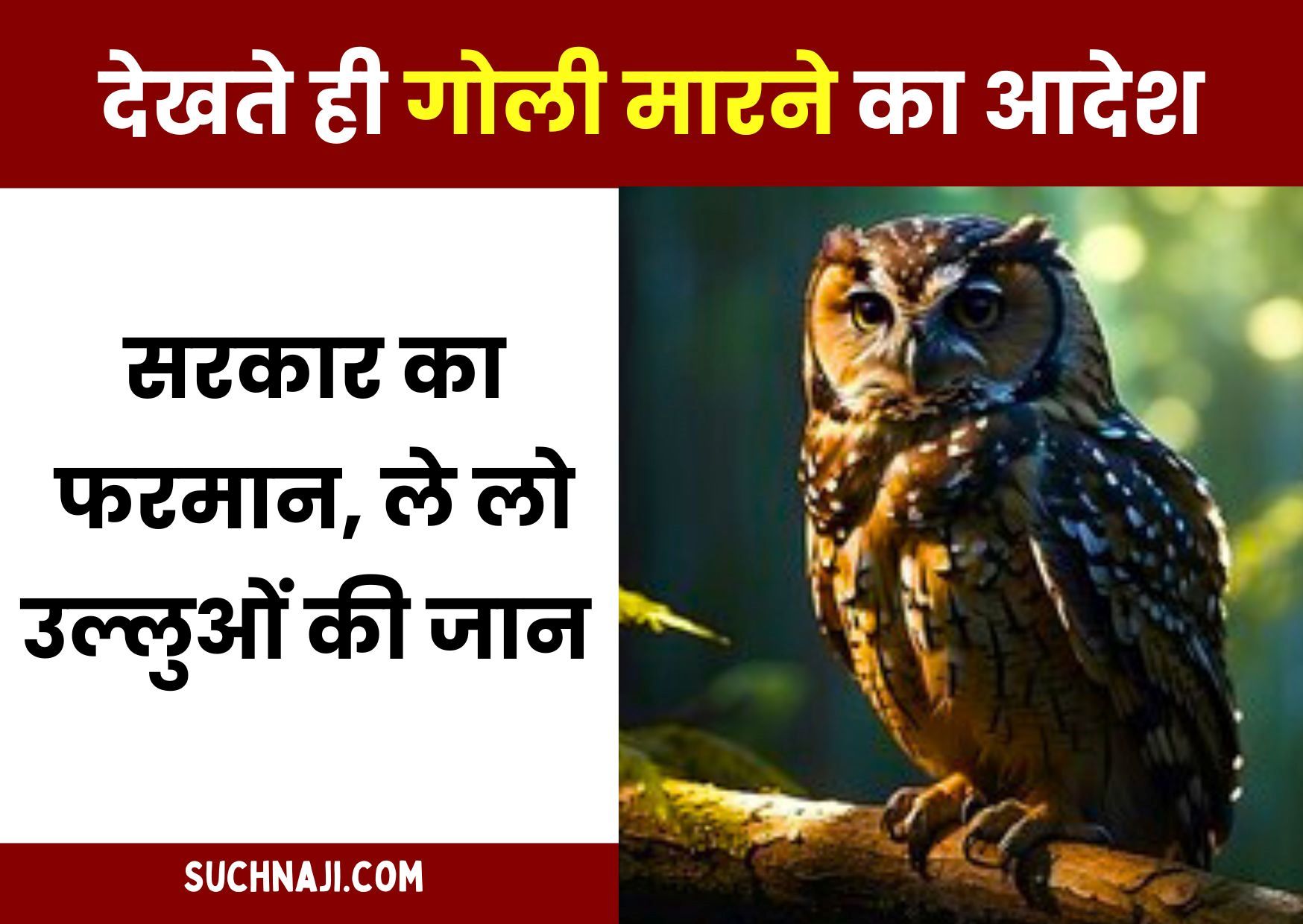 सरकार का तुगलकी फरमान, एक-दो नहीं पांच लाख उल्लुओं को मारने का जारी हुआ फरमान