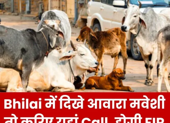 If you see stray cattle in Bhilai then call, it is the responsibility of the officers to catch the cow, otherwise action will be taken against them