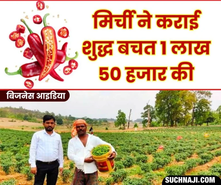 Business-Idea-80-thousand-expenses-20-thousand-subsidy-received-Mirchi-made-net-savings-of-1.5-lakhs