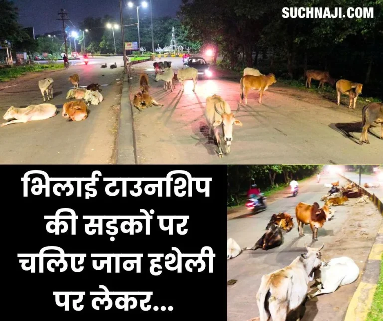 Cattle-on-the-roads-of-Bhilai-Township-dangerous-for-traffic