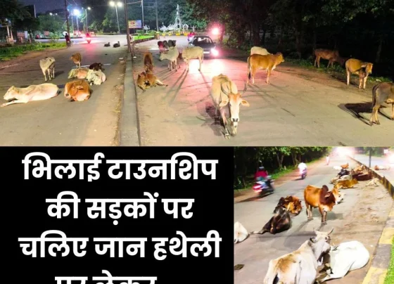 Cattle on the roads of Bhilai Township, dangerous for traffic