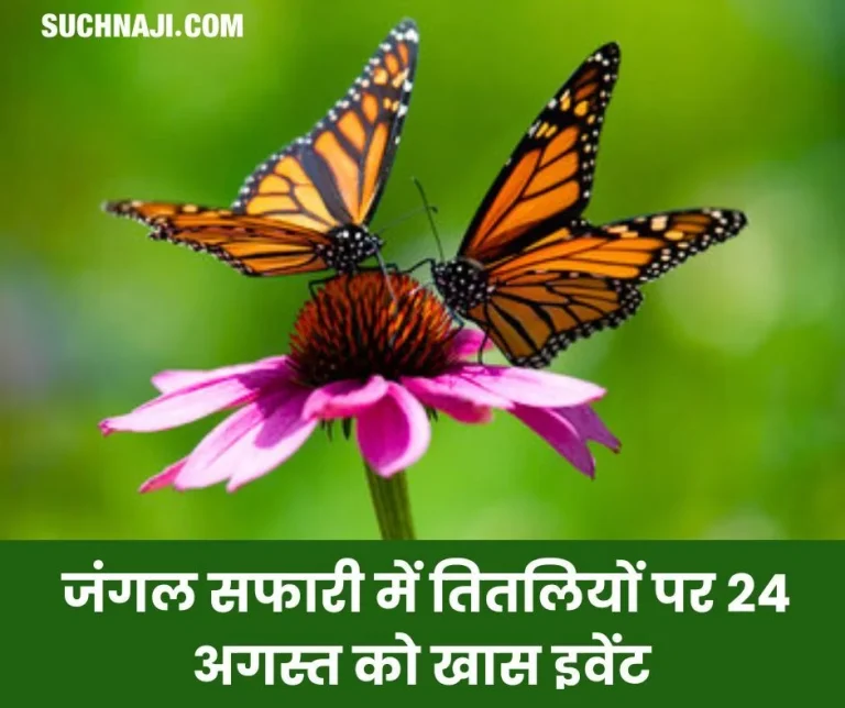 Special-event-walk-and-talk-on-butterflies-in-Jungle-Safari-on-24th-August