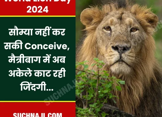 World Lion Day 2024: Soumya is alone in the Maitribagh Zoo of Bhilai Steel Plant, living her remaining life, PM Modi's message came…