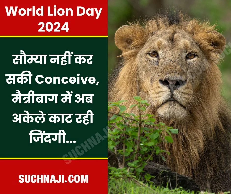 World Lion Day 2024: भिलाई स्टील प्लांट के मैत्रीबाग जू में अकेले है सौम्या, काट रही बची जिंदगी, पीएम मोदी का आया संदेश…