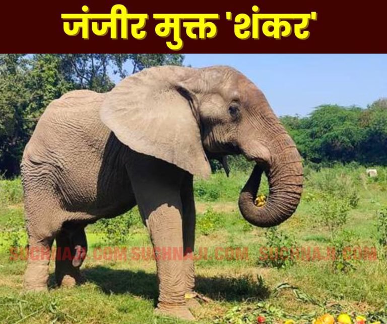 African-elephant-Shankar-has-been-freed-from-the-chain-in-Delhi-Zoo-1