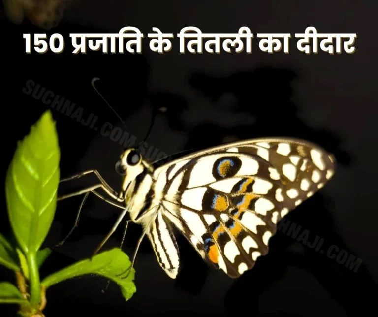 Baranwapara Sanctuary If you want to see 150 species of butterflies then come to the Butterfly Meet