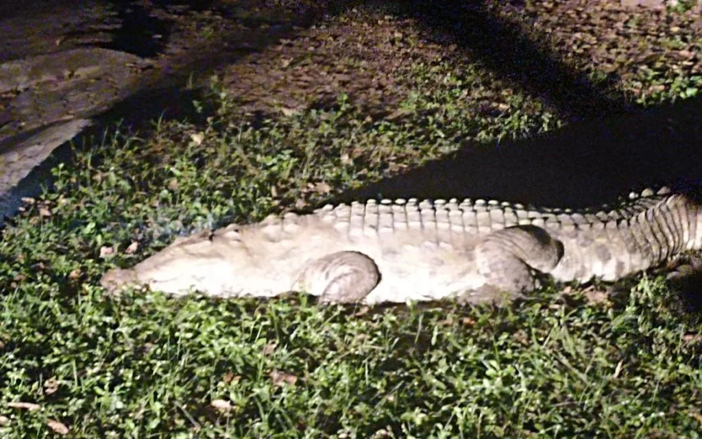 Maitribagh Zoo: Crocodile and barking deer came in exchange for 20 sambar