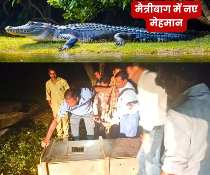 Maitribagh Zoo: Crocodile and barking deer came in exchange for 20 sambar