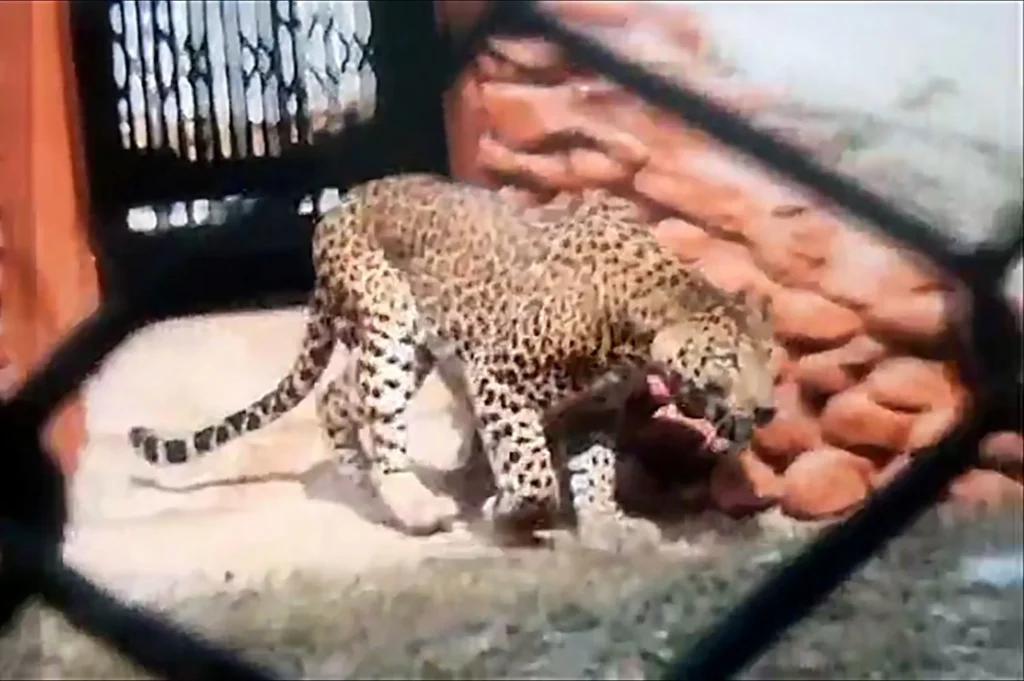 SAIL News: Two leopards from Pune came to Indira Gandhi Zoo of Rourkela Steel Plant