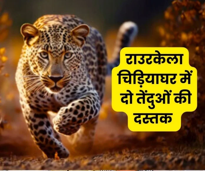 SAIL News: Two leopards from Pune came to Indira Gandhi Zoo of Rourkela Steel Plant