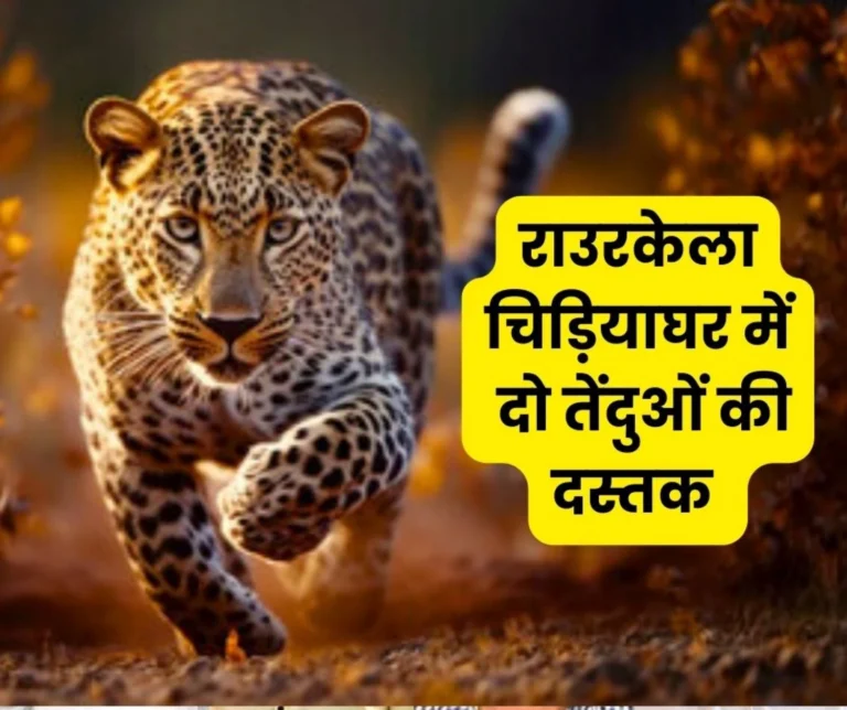 SAIL News: Two leopards from Pune came to Indira Gandhi Zoo of Rourkela Steel Plant