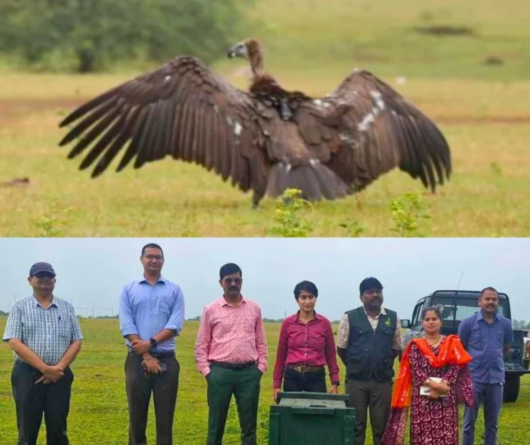 Sick white tailed vulture rescued from Bagbahra forest, life saved, CM Sai said this…