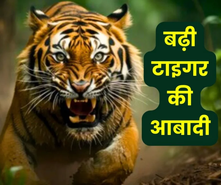 Tiger population increased in India, government presented report in Lok Sabha