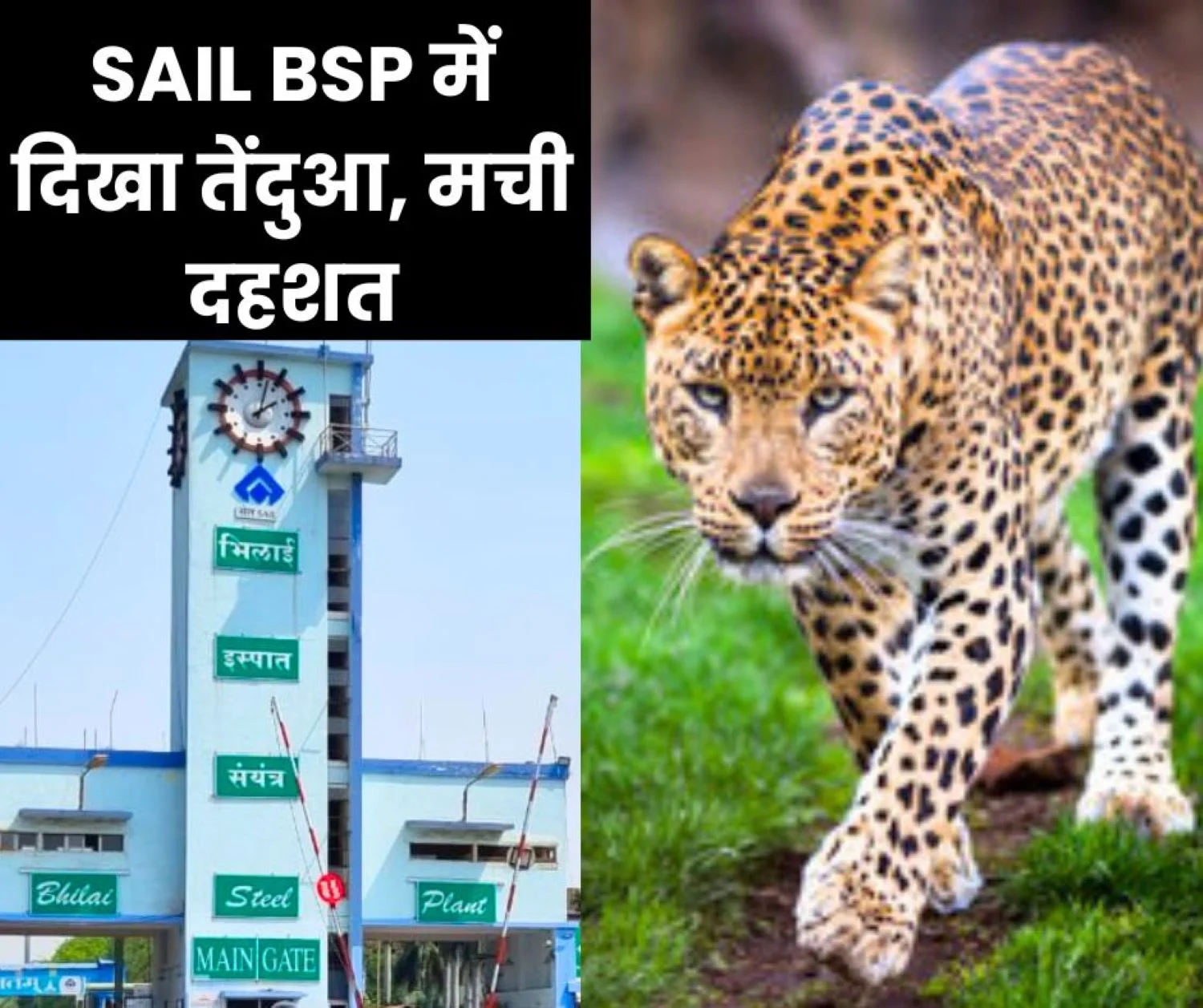 Breaking News: Leopard seen in Bhilai Steel Plant, employees in panic