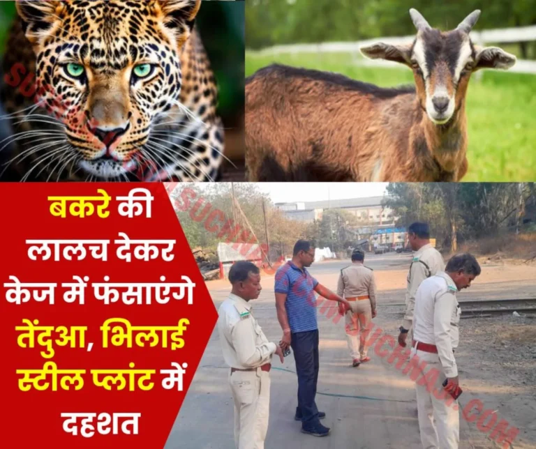 Leopard-update-in-Bhilai-Steel-Plant-Leopard-will-be-caught-by-keeping-a-goat-in-the-cage-of-Maitrib