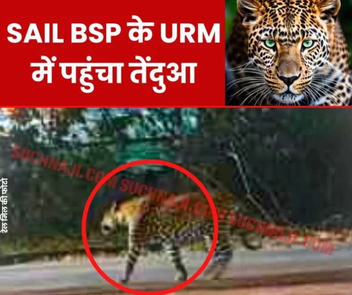 New address of leopard in Bhilai Steel Plant is Universal Rail Mill, created panic