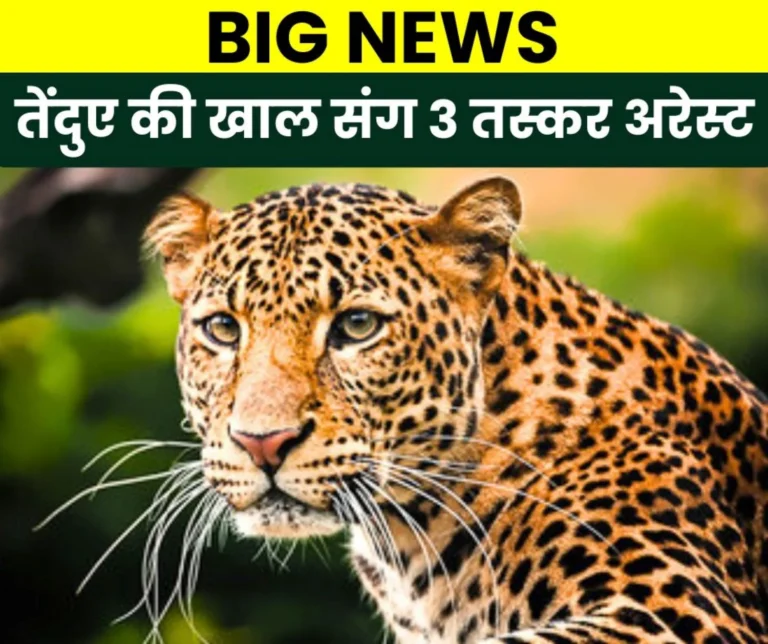 No leopard found in Bhilai Steel Plant, here CBI caught 3 leopard smugglers along with their skin